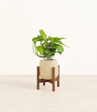 Charger l'image dans la galerie, Almond Green stand:dark
