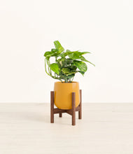 Charger l'image dans la galerie, Mustard stand:dark
