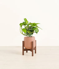 Charger l'image dans la galerie, Calm Rose stand:dark
