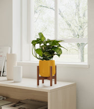 Load image into Gallery viewer, Mustard stand:walnut
