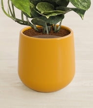 Load image into Gallery viewer, Mustard stand:all
