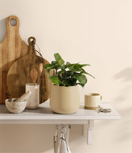 Load image into Gallery viewer, Almond Green
