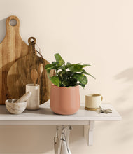 Charger l'image dans la galerie, Calm Rose

