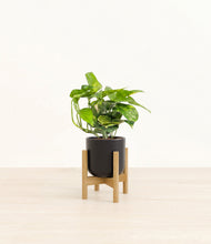 Lade das Bild in den Galerie-Viewer, Stone Black stand:light
