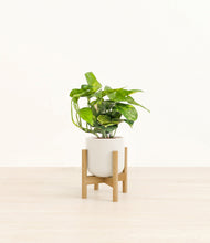 Lade das Bild in den Galerie-Viewer, Cotton White stand:light
