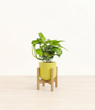 Lade das Bild in den Galerie-Viewer, Key Lime Yellow stand:light
