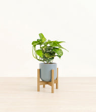 Lade das Bild in den Galerie-Viewer, Misty Blue stand:light
