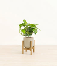 Lade das Bild in den Galerie-Viewer, Sage Green stand:light
