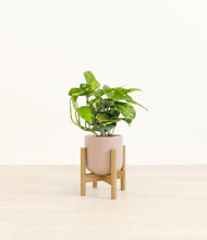 Lade das Bild in den Galerie-Viewer, Sandy Pink stand:light
