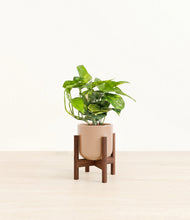 Lade das Bild in den Galerie-Viewer, Glossy Pink stand:dark
