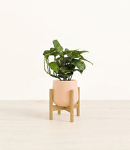 Load image into Gallery viewer, Gentle Pink stand:bamboo
