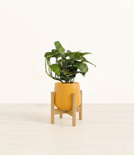 Load image into Gallery viewer, Mustard stand:bamboo
