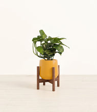 Load image into Gallery viewer, Mustard stand:walnut

