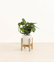 Load image into Gallery viewer, Cotton White stand:bamboo
