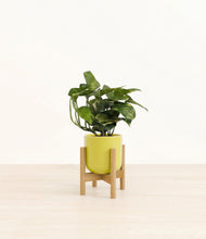 Load image into Gallery viewer, Key Lime Yellow stand:bamboo
