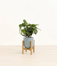 Load image into Gallery viewer, Misty Blue stand:bamboo
