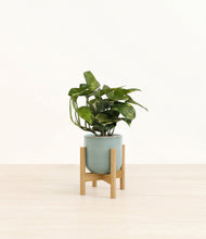 Load image into Gallery viewer, Reactive Aqua stand:bamboo

