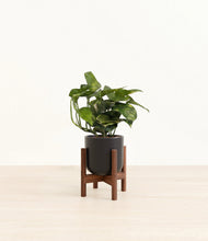 Load image into Gallery viewer, Stone Black stand:walnut
