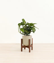 Load image into Gallery viewer, Sage Green stand:walnut
