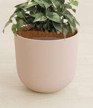 Load image into Gallery viewer, Sandy Pink stand:all
