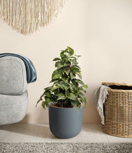 Load image into Gallery viewer, Iron Gray stand:all
