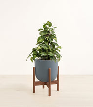 Load image into Gallery viewer, Iron Gray stand:walnut
