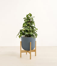 Load image into Gallery viewer, Iron Gray stand:bamboo
