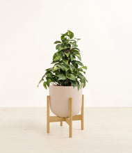 Load image into Gallery viewer, Sandy Pink stand:bamboo
