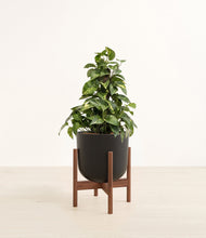 Load image into Gallery viewer, Stone Black stand:walnut
