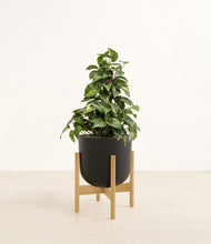 Load image into Gallery viewer, Stone Black stand:bamboo
