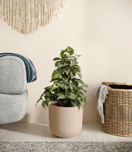 Load image into Gallery viewer, Sandy Pink stand:all
