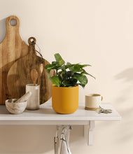 Lade das Bild in den Galerie-Viewer, Sunset Orange
