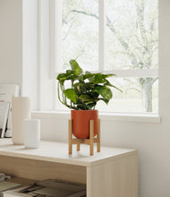 Lade das Bild in den Galerie-Viewer, Earth Red stand:bamboo
