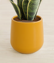 Load image into Gallery viewer, Mustard stand:all
