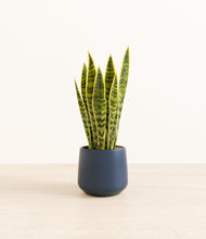 Load image into Gallery viewer, Deep Navy*****Profile
