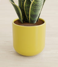 Load image into Gallery viewer, Key Lime Yellow stand:all
