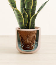 Load image into Gallery viewer, Sandy Pink stand:all
