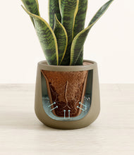Load image into Gallery viewer, Olive stand:all
