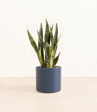 Load image into Gallery viewer, Deep Navy*****Profile
