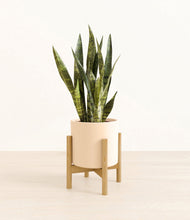 Load image into Gallery viewer, Cream stand:bamboo
