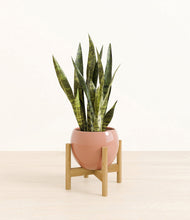Load image into Gallery viewer, Calm Rose stand:bamboo
