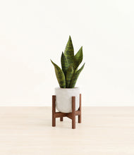 Load image into Gallery viewer, Hammered Ivory stand:walnut
