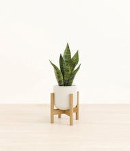Load image into Gallery viewer, Cotton White stand:bamboo
