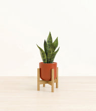 Load image into Gallery viewer, Glossy Red stand:bamboo

