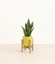 Load image into Gallery viewer, Key Lime Yellow stand:bamboo
