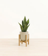 Load image into Gallery viewer, Sage Green stand:bamboo
