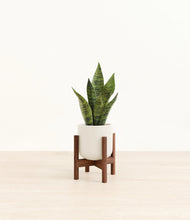Load image into Gallery viewer, Cotton White stand:walnut
