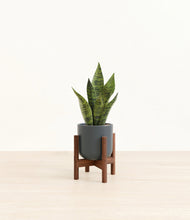 Load image into Gallery viewer, Iron Gray stand:walnut
