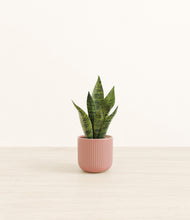 Load image into Gallery viewer, Striped Rose Pink*****Profile
