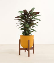 Load image into Gallery viewer, Sunset Orange stand:walnut
